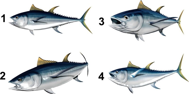 tuna fish decals kit 4 styles available